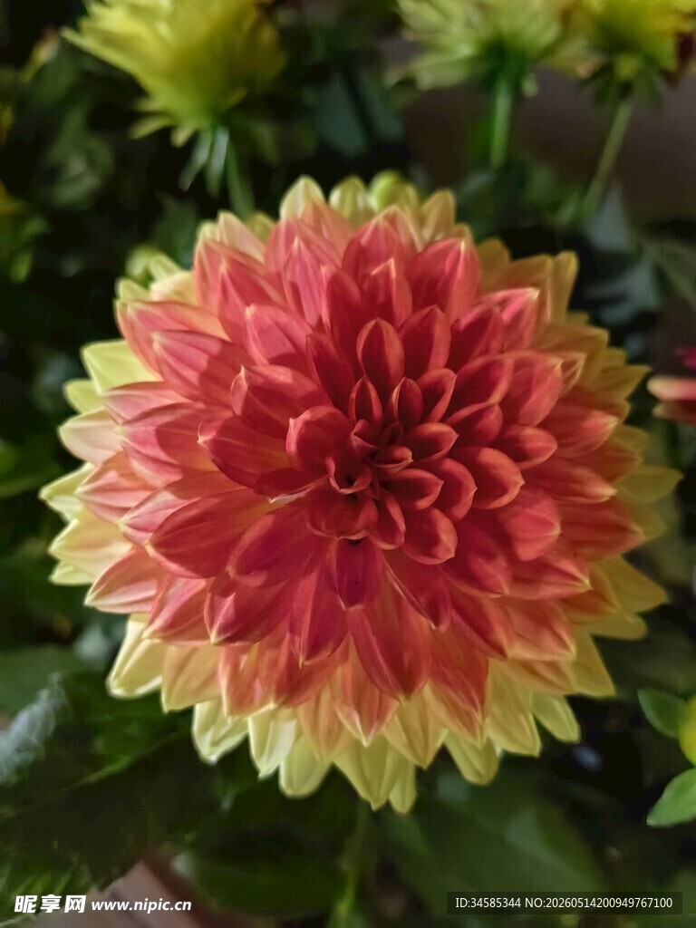 双色大丽花特写