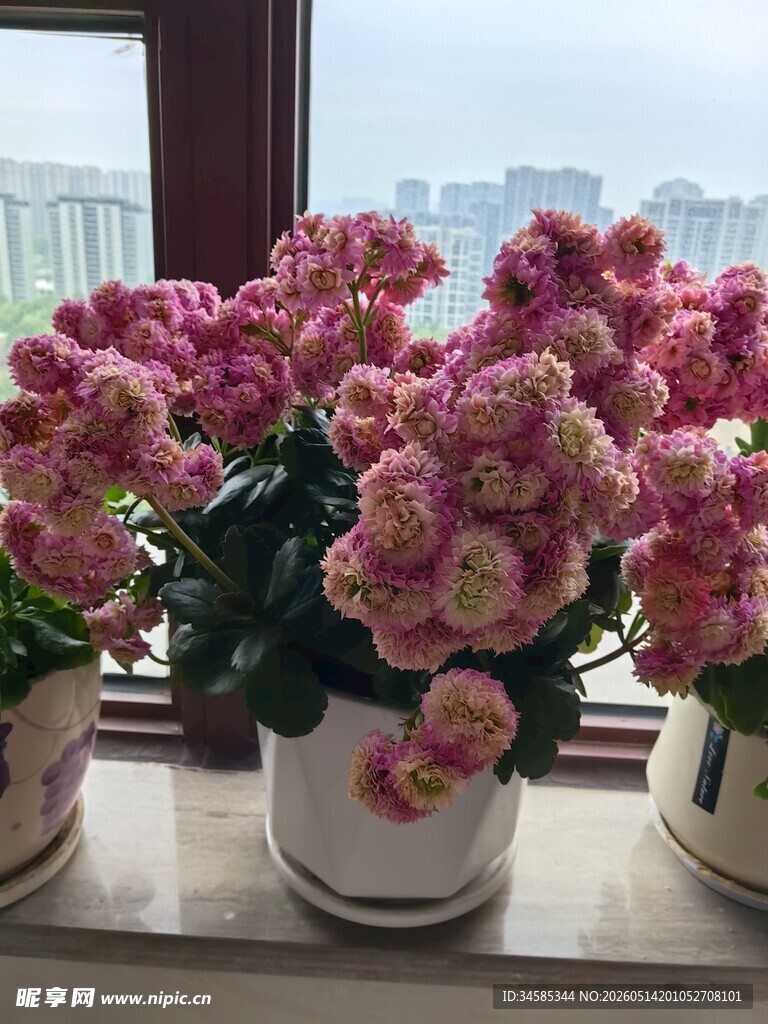 窗前盛放的多彩牡丹花