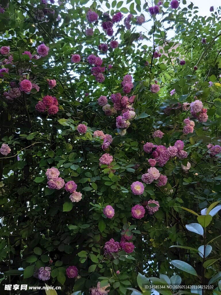 繁花似锦的绿植景观