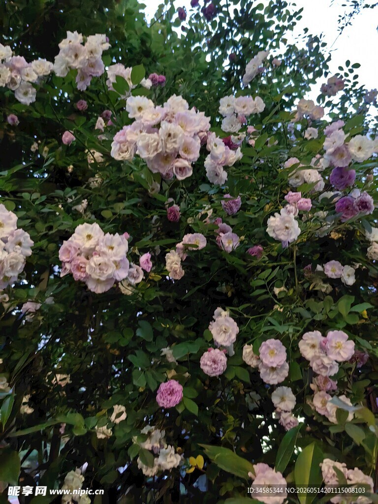 盛开的粉色蔷薇花丛