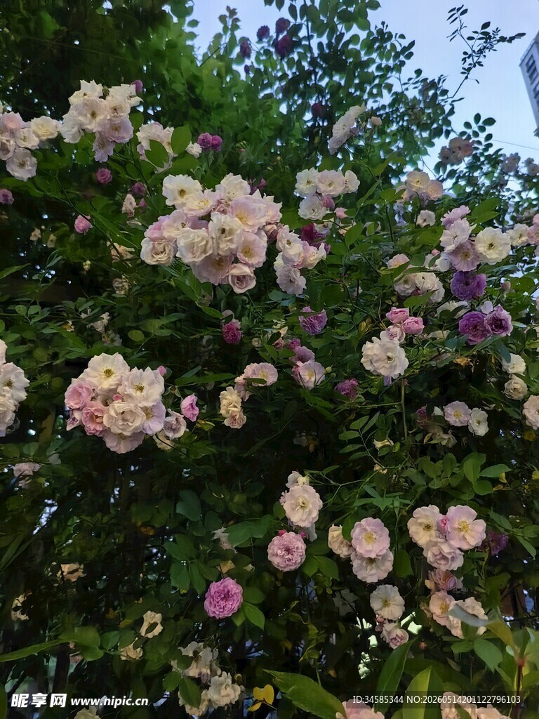繁花盛开的美丽花丛