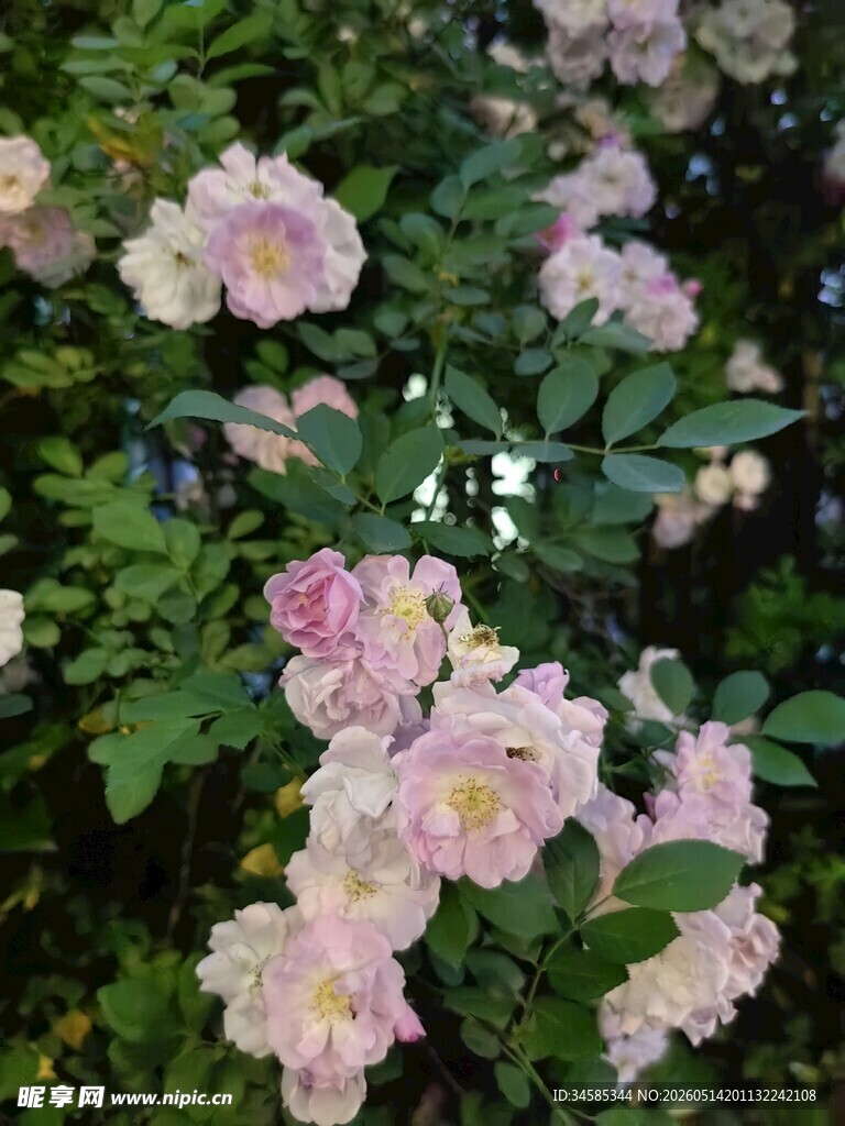 盛开的粉色系美丽月季花