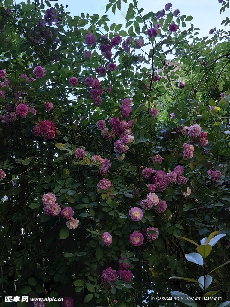 繁花满枝的艳丽植物