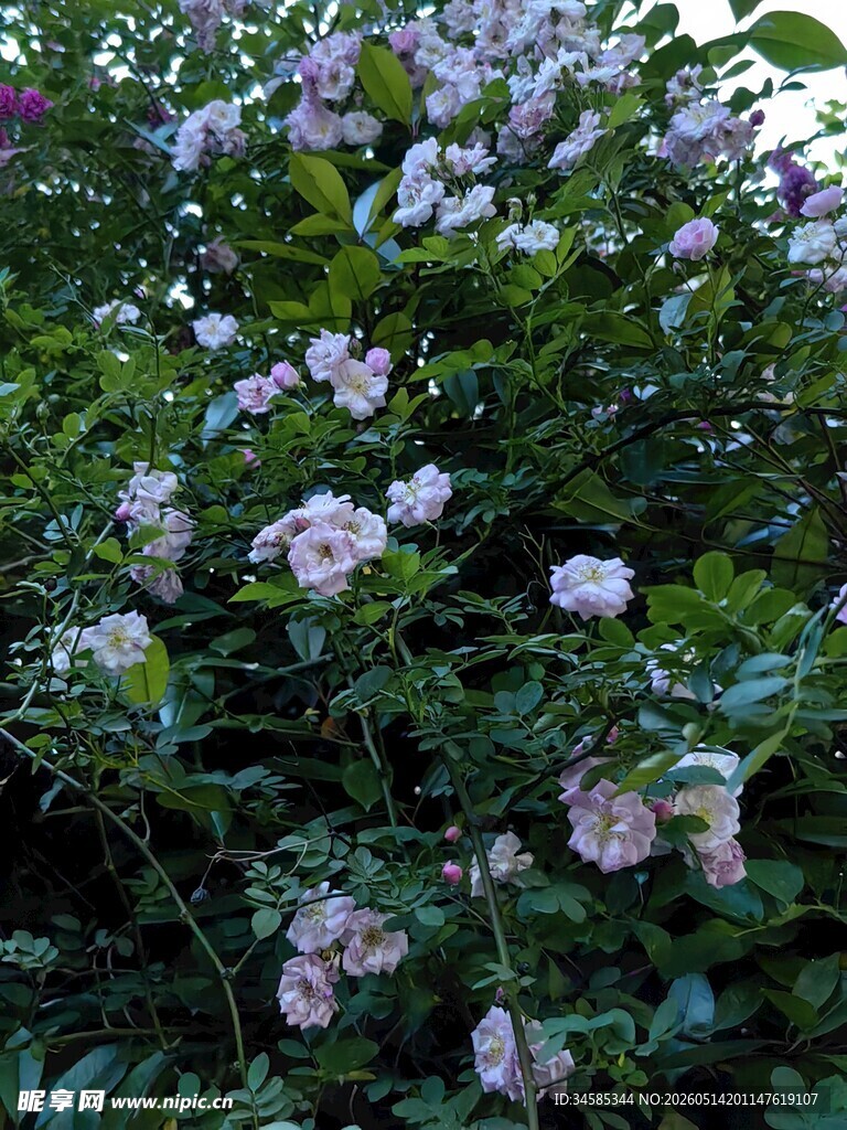 繁茂盛开的粉色蔷薇花