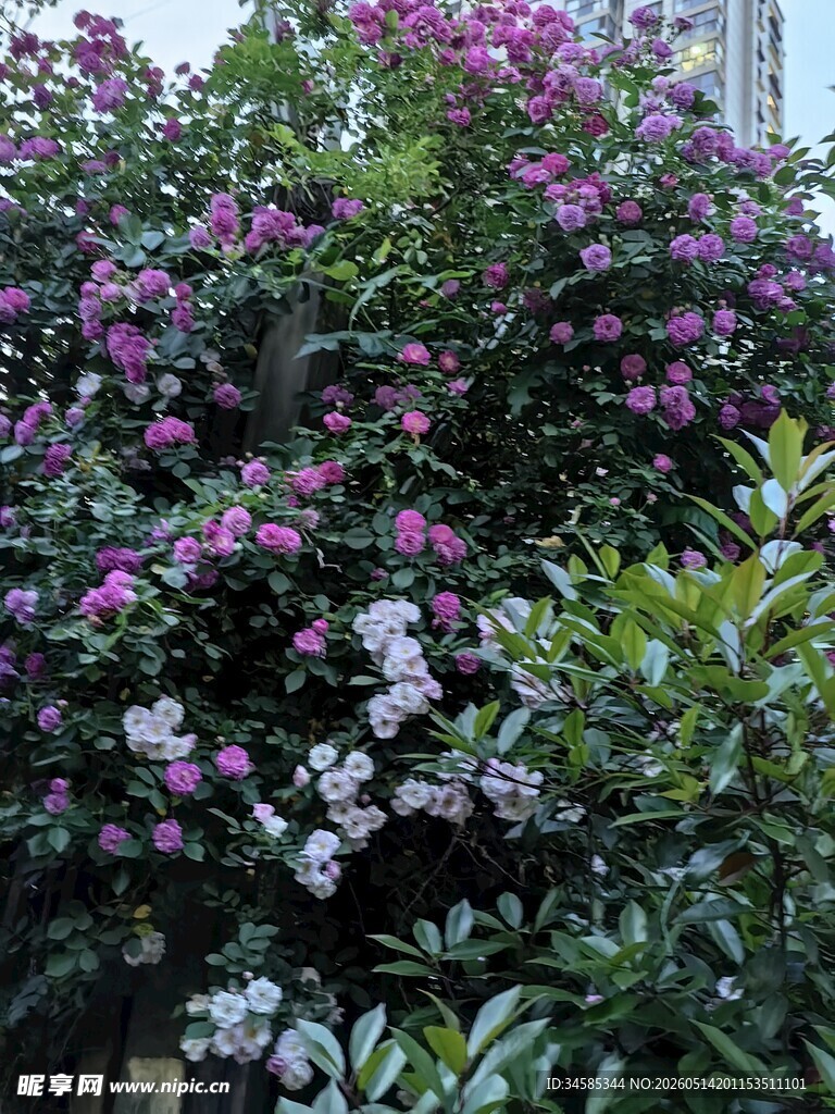 繁花簇拥的绚烂植物景观