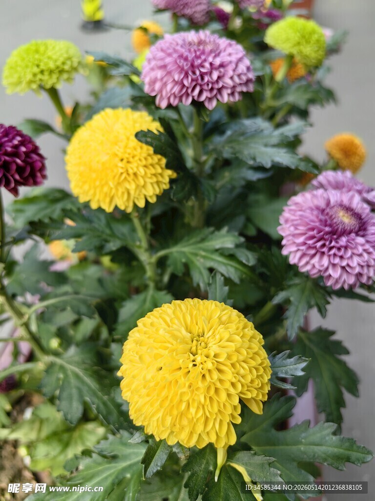 多彩菊花绽放