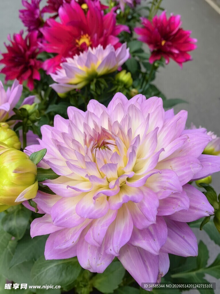 多彩大丽花绽放瞬间
