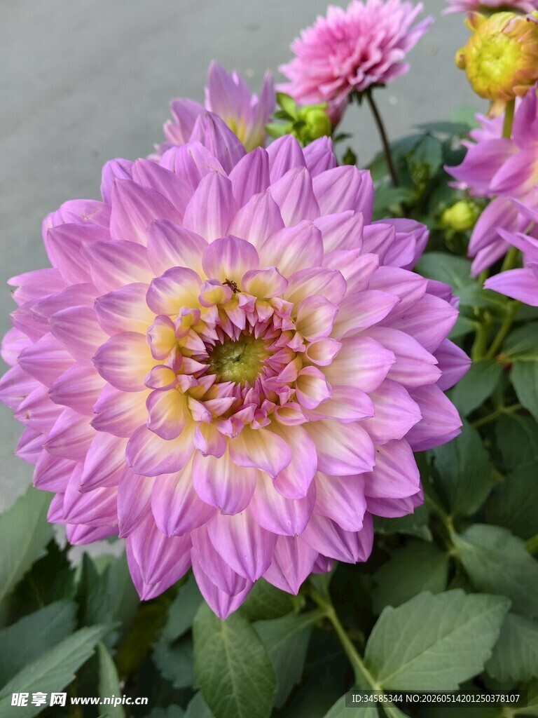 娇艳大丽花绽放