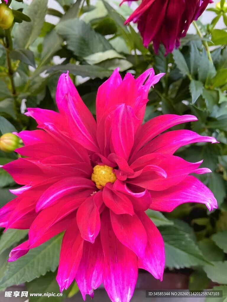 艳丽大丽花绽放
