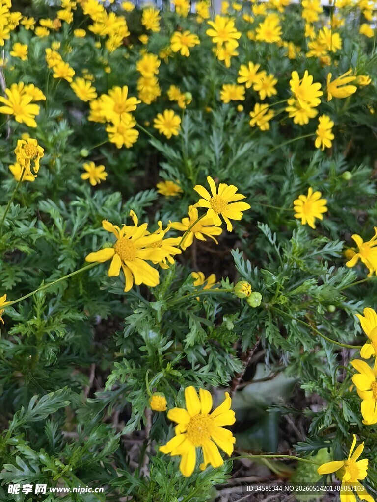 金黄灿烂的小菊花绽放