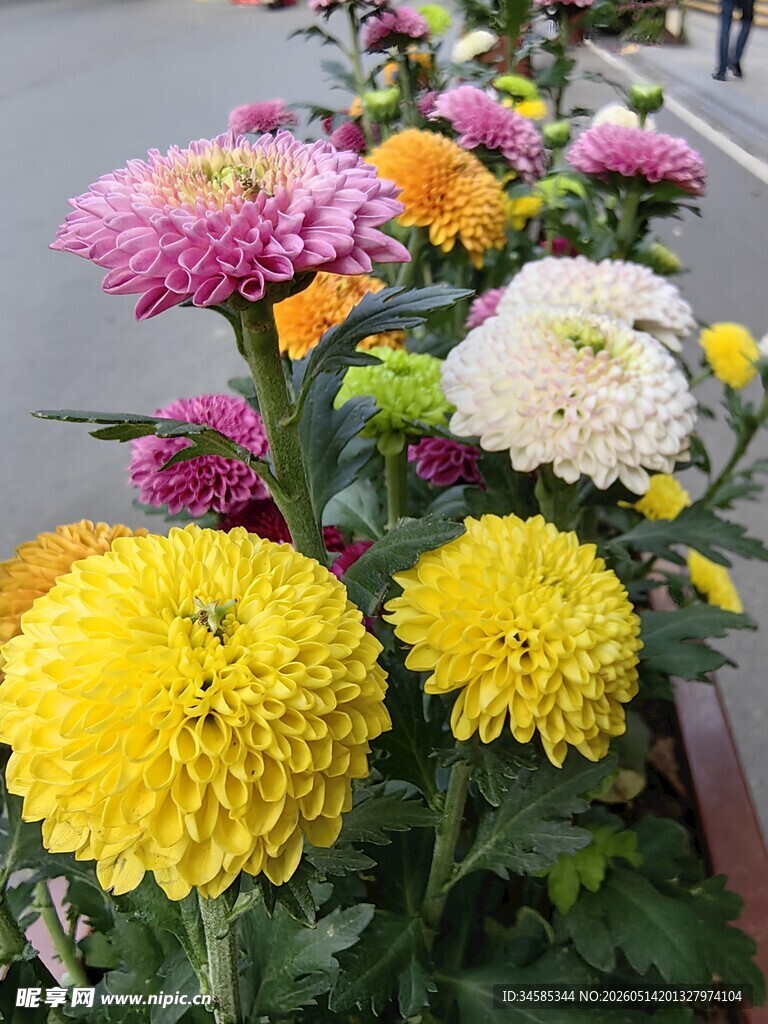 多彩菊花绽放街头