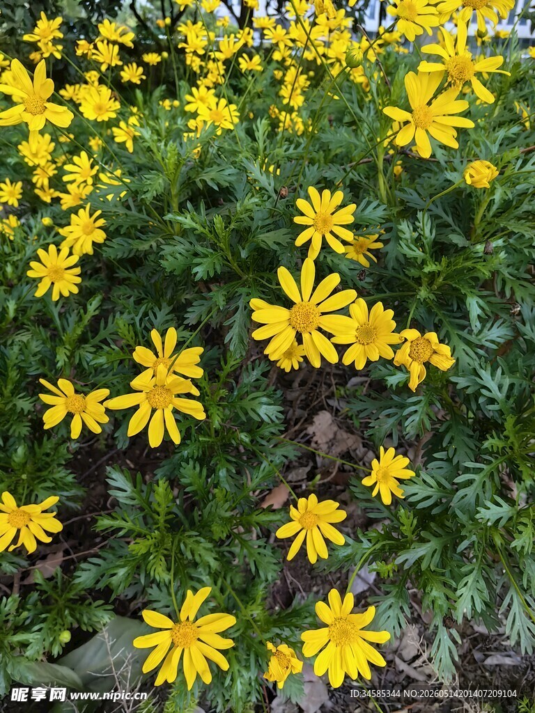 金黄灿烂的小菊花绽放