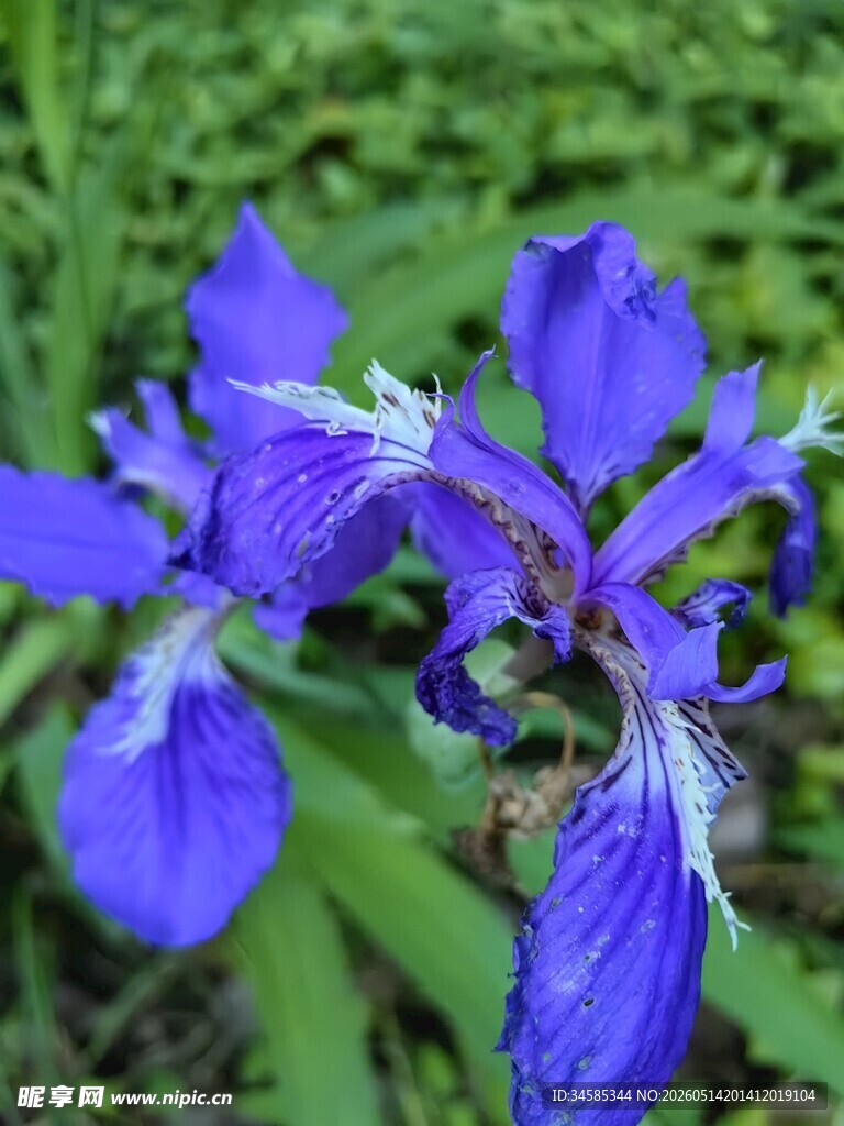 蓝紫色鸢尾花绽放
