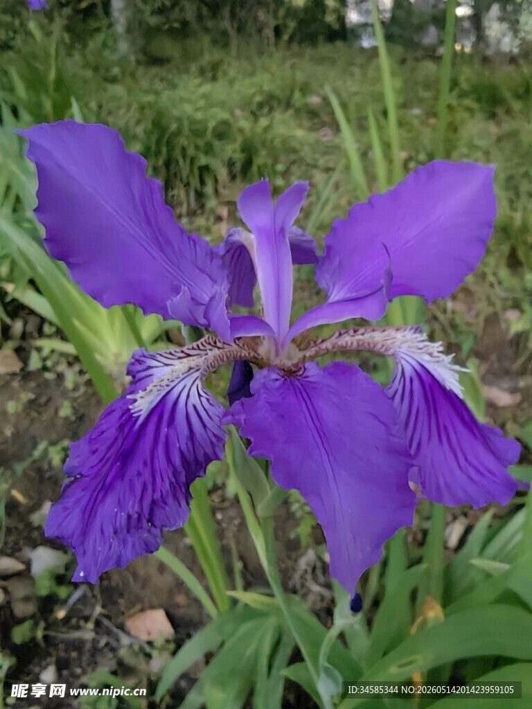 紫色鸢尾花绽放