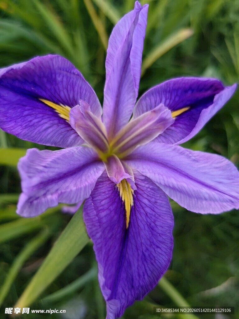 紫色鸢尾花特写