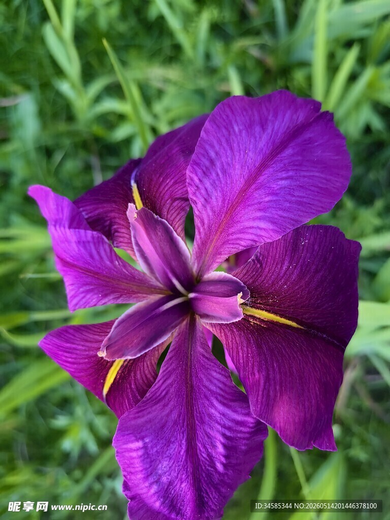 紫色鸢尾花特写