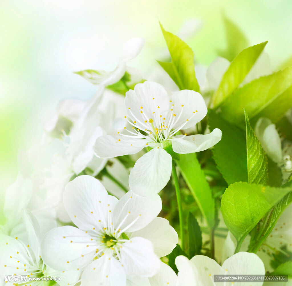 洁白梨花绽放绿意间