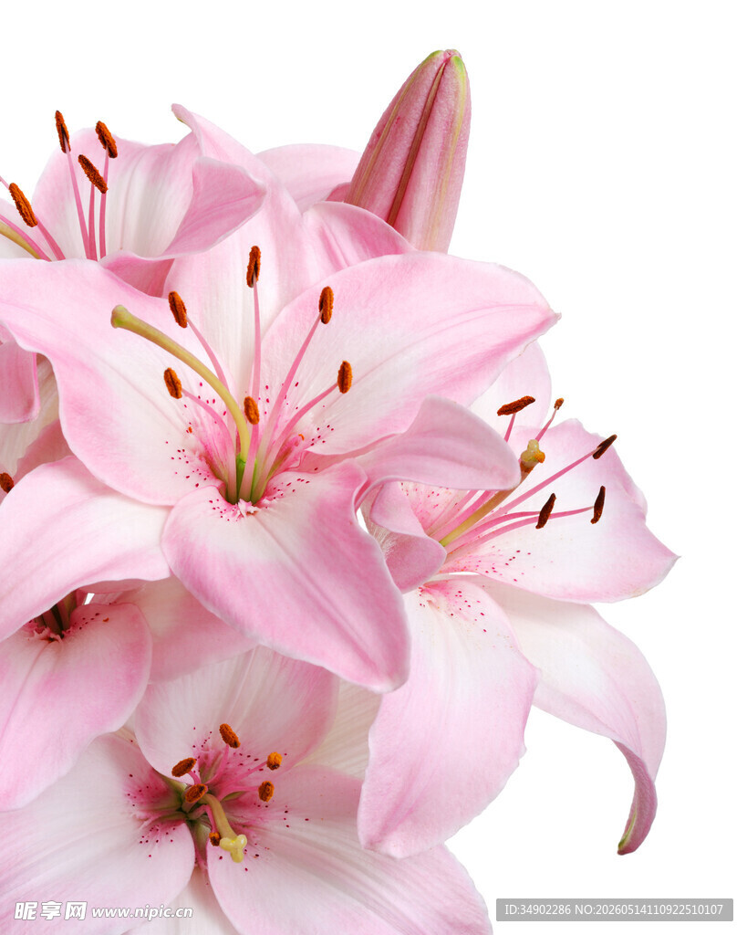 粉色百合花特写