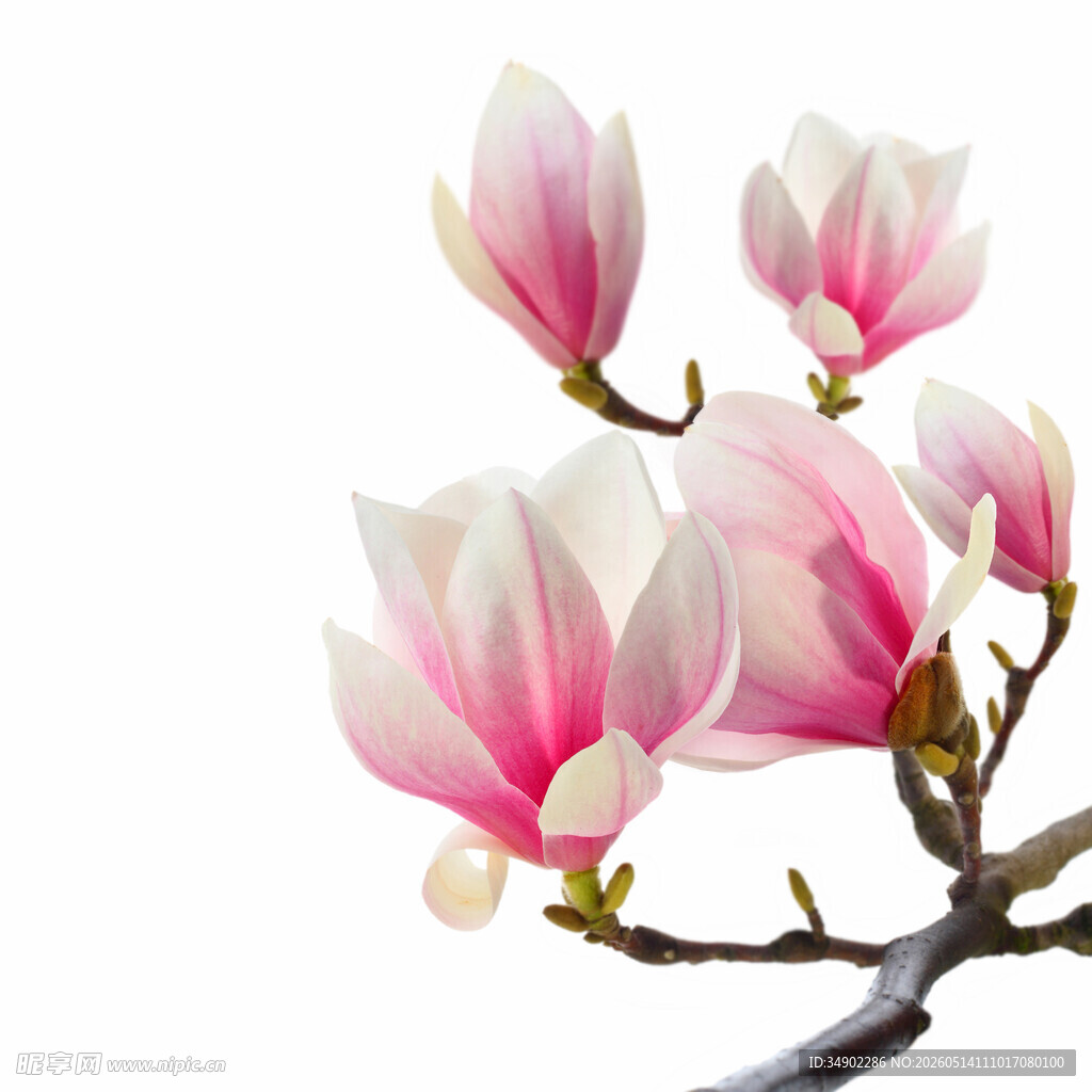 娇艳玉兰花枝绽放