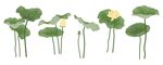 荷花插画合集