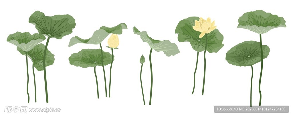 荷花插画合集