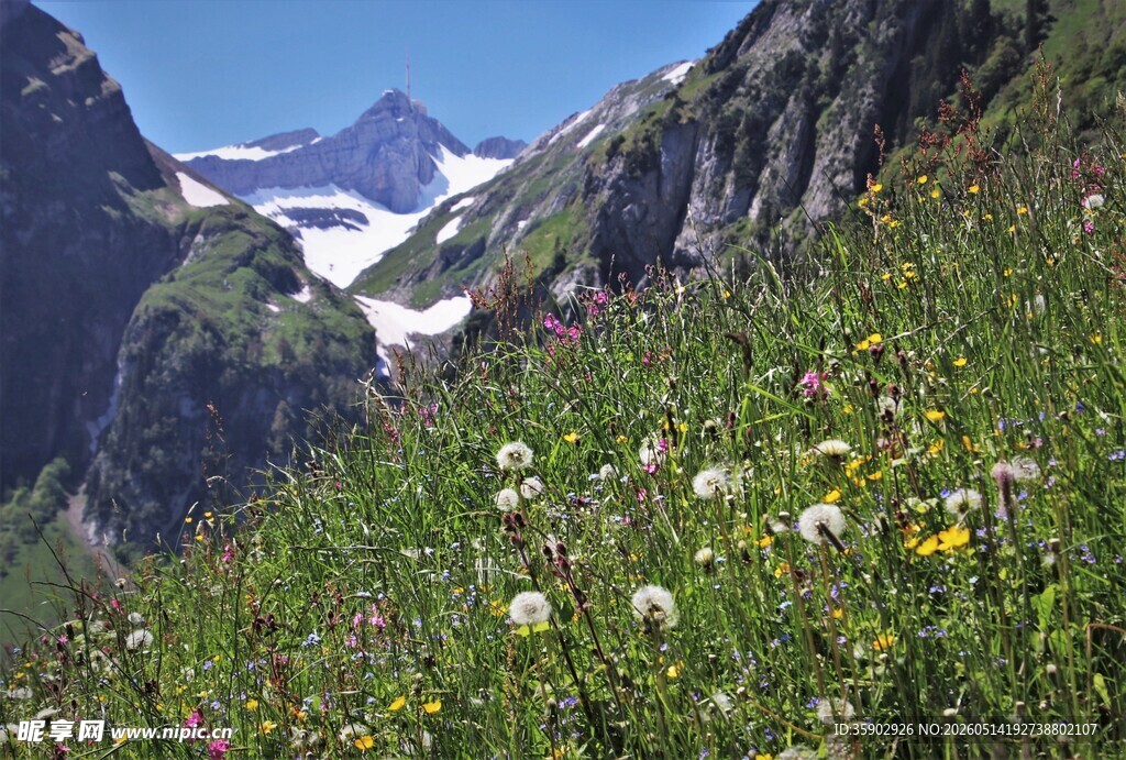 山间花草与远处雪山美景