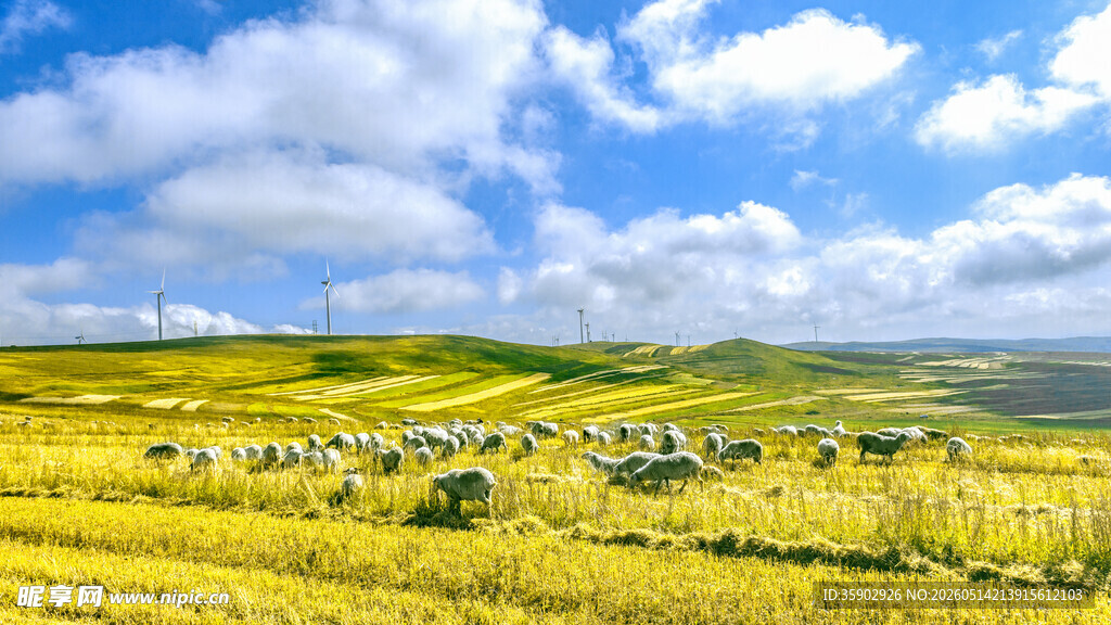 草原羊群美景