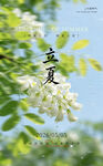 夏日立景  繁花枝头