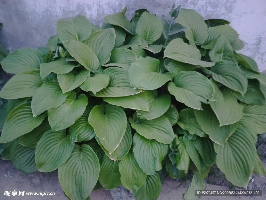 绿叶葱茏的玉簪植物