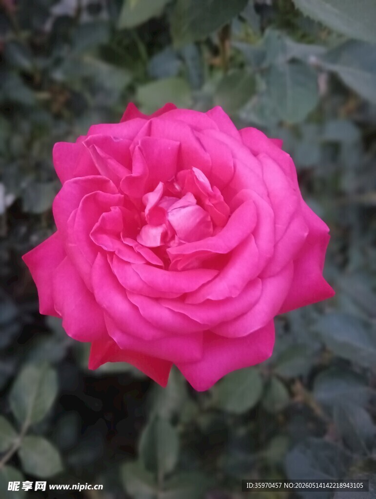 娇艳粉色月季花