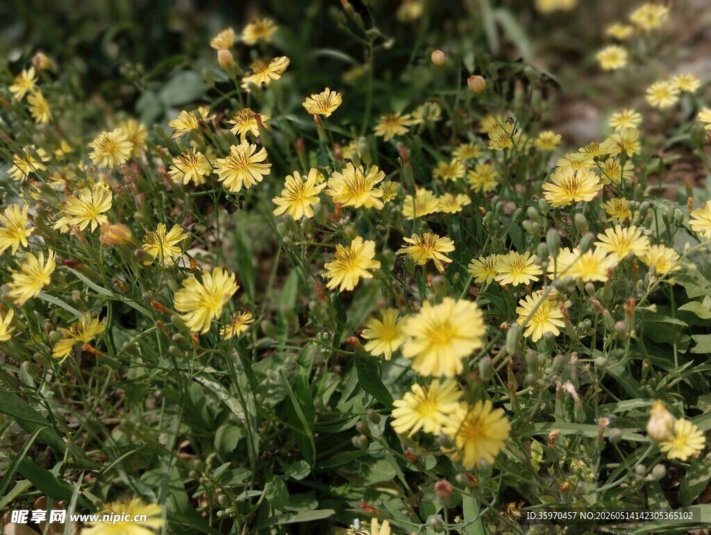 黄色小花绽放于草丛中