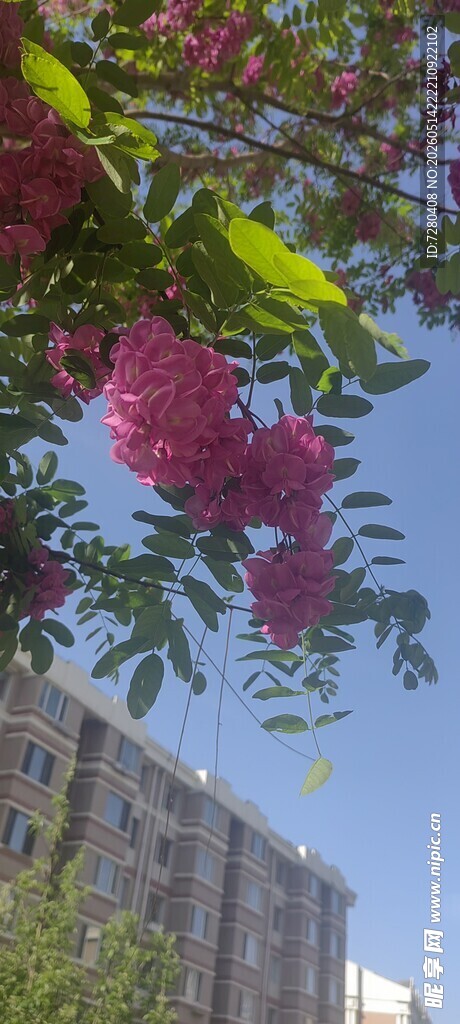 槐花