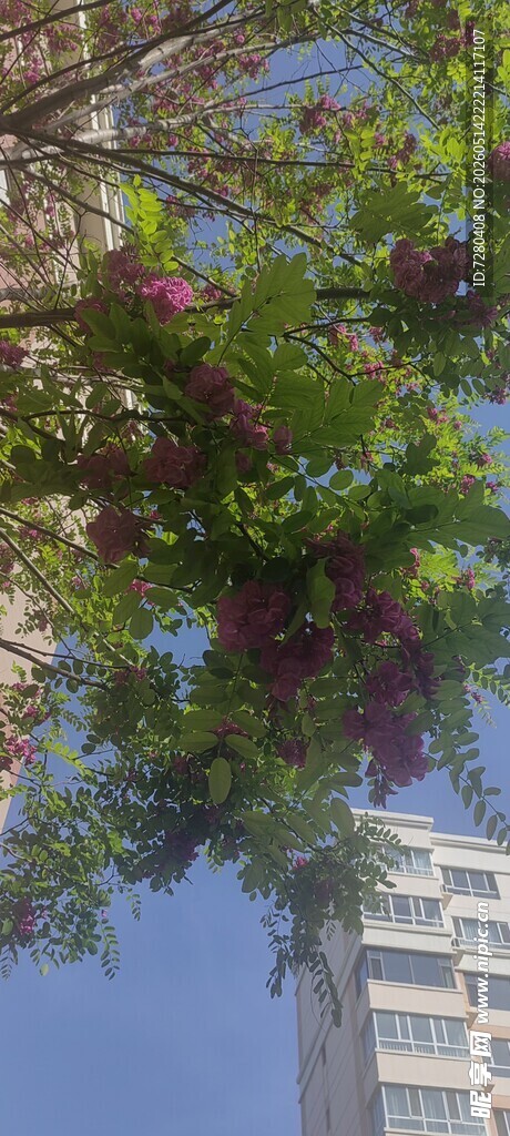 繁花绿树映衬高楼