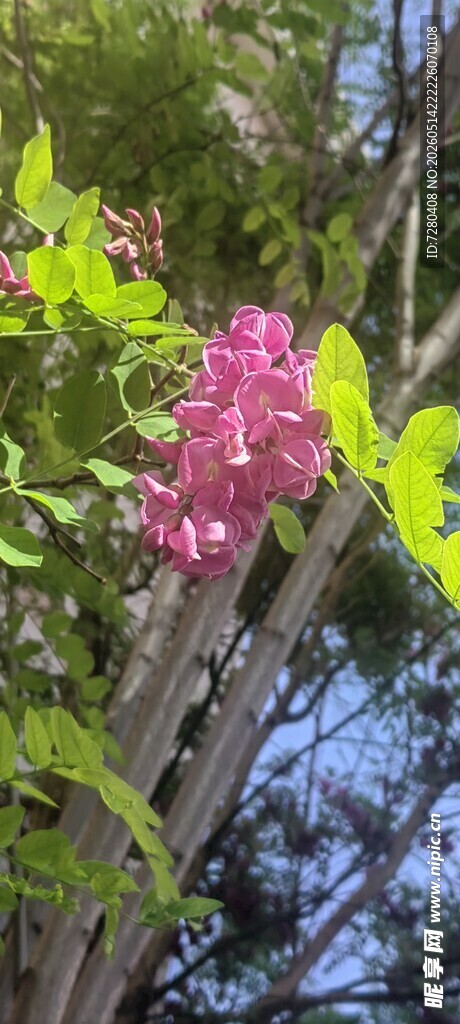 枝头槐花