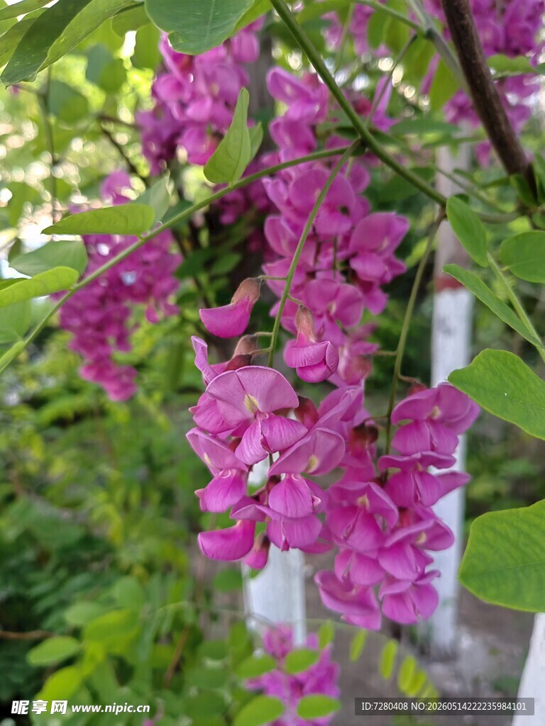 绽放槐花