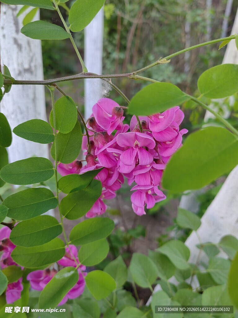 槐花