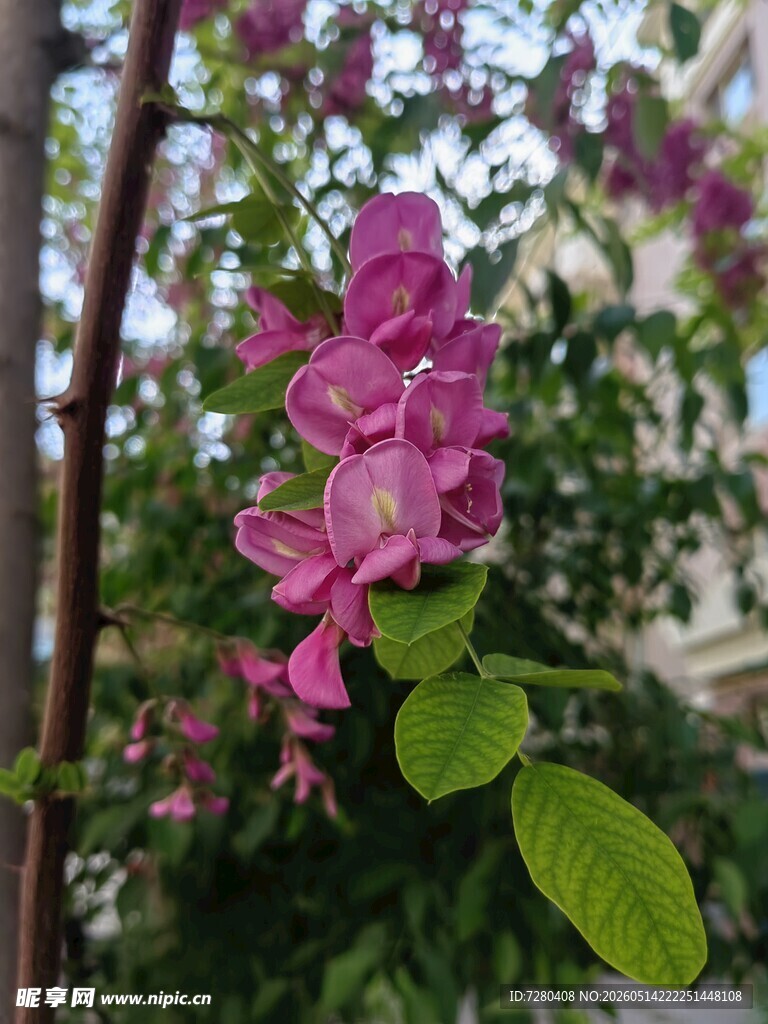 槐花