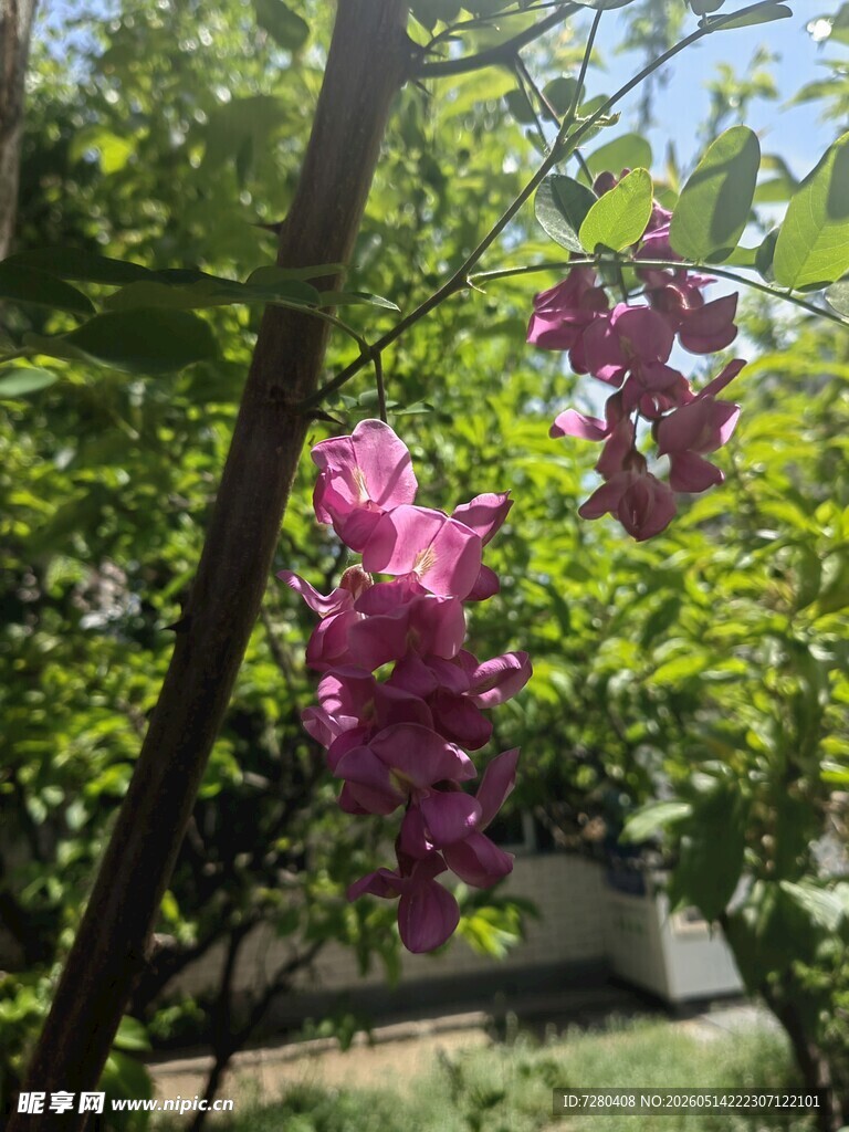紫槐花