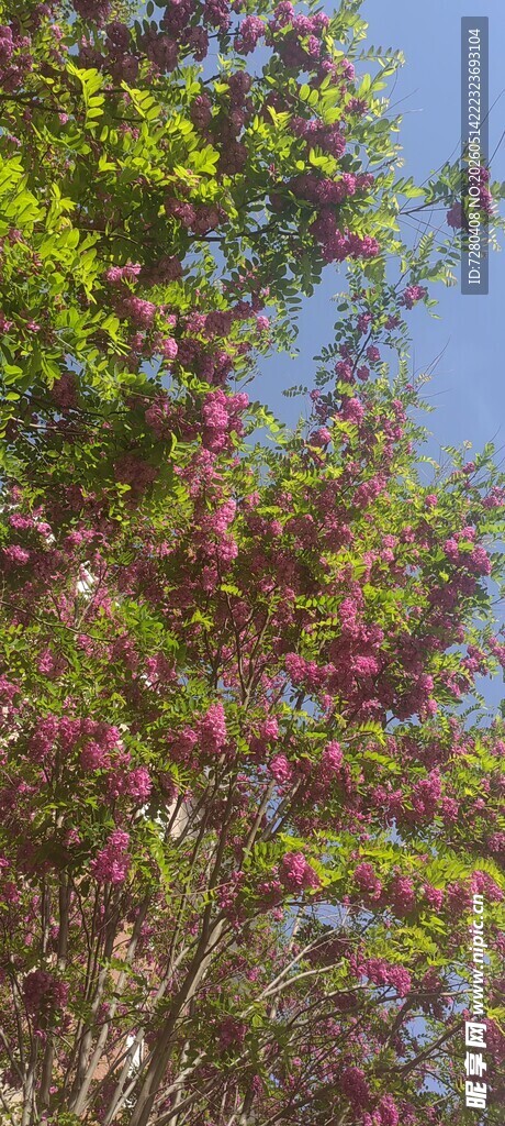 满树的槐花
