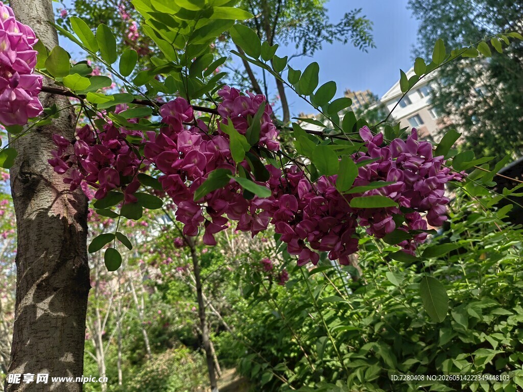 紫花繁茂于绿树间