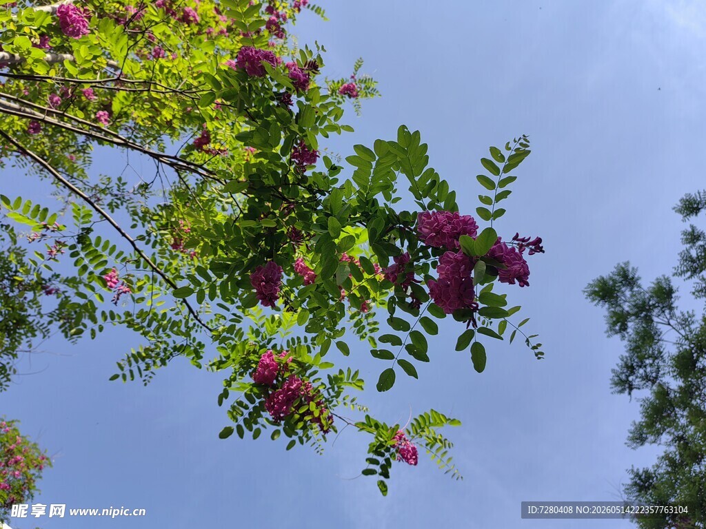 枝头槐花