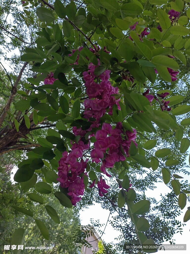 枝头紫花绽放