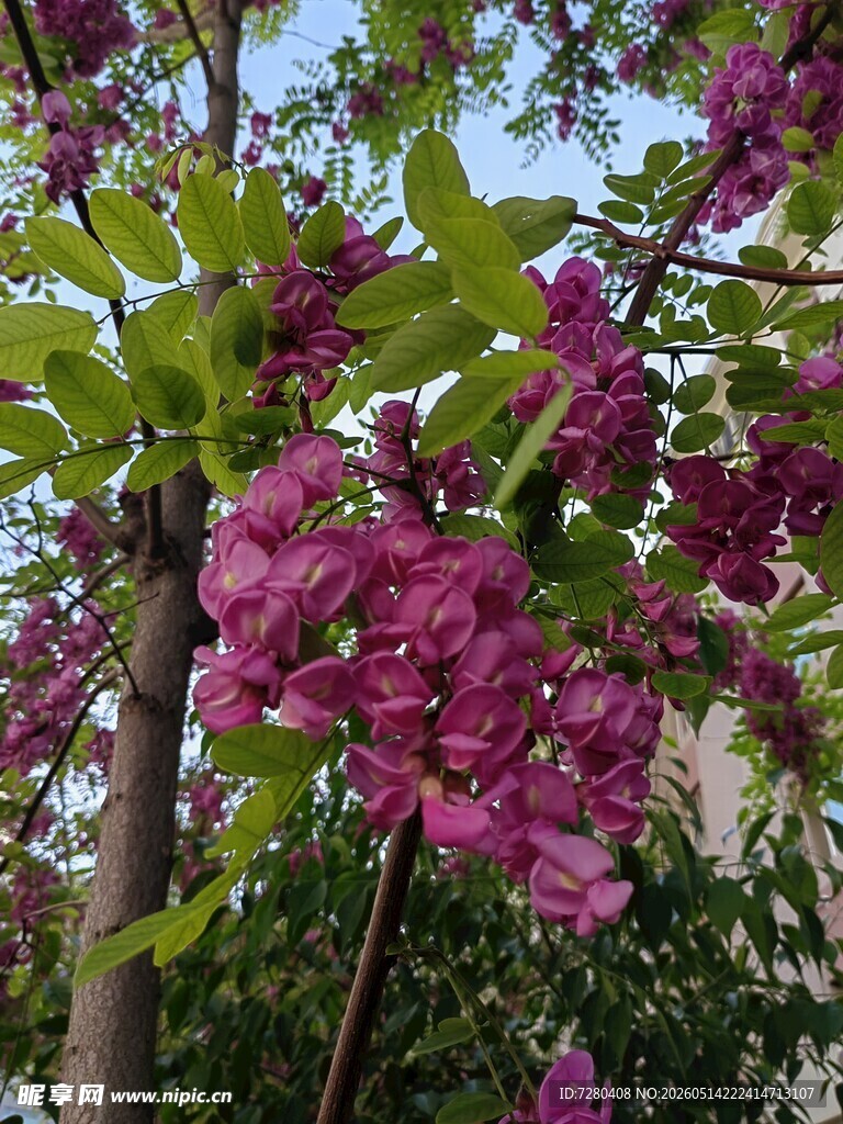 盛开的紫花树