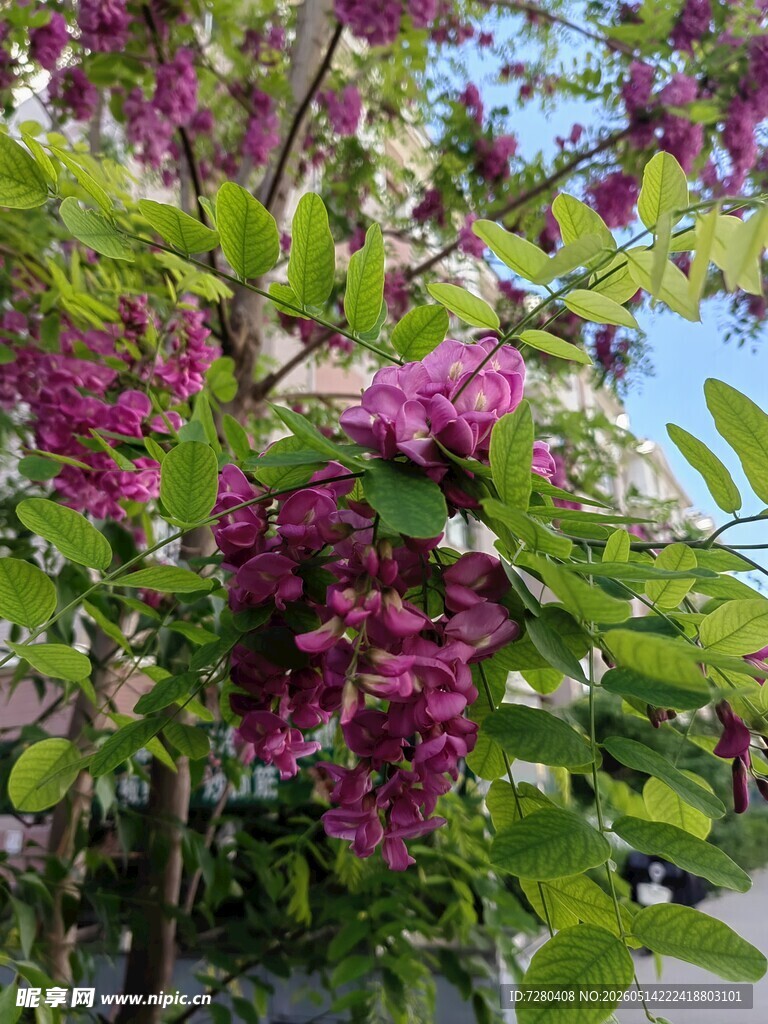 盛开的紫藤蔓植物