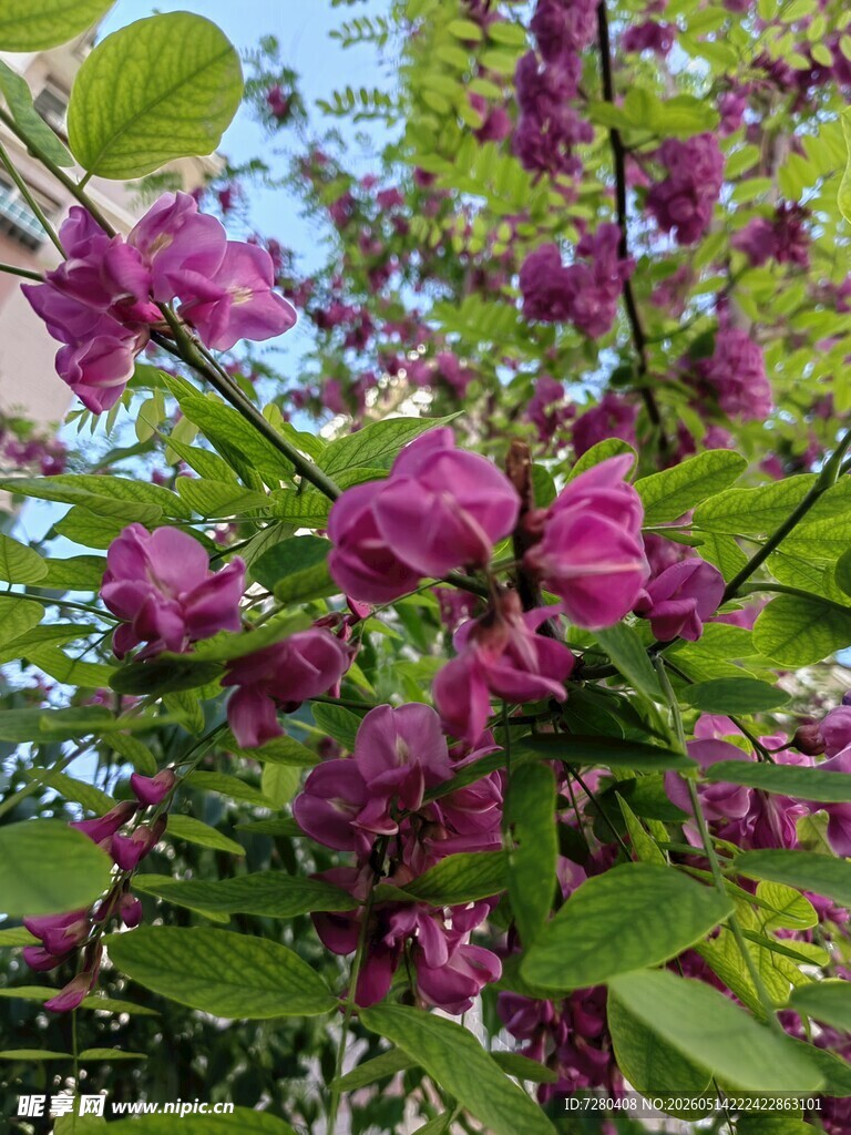 绽放的紫花