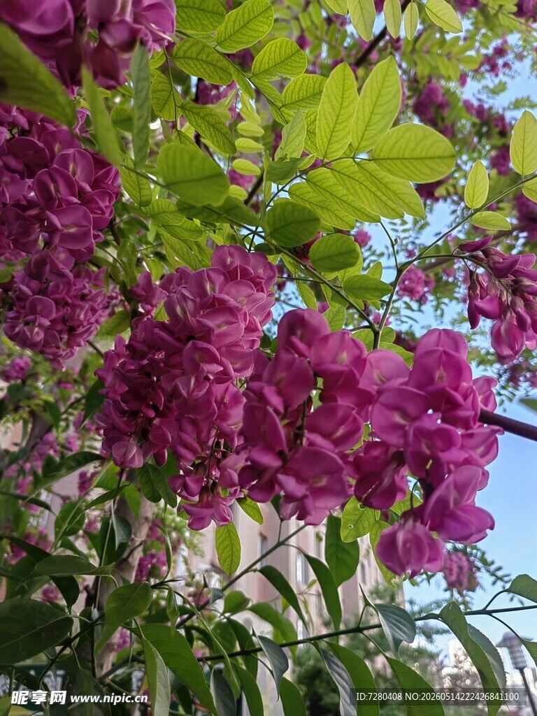 烂漫紫花绽于绿叶间