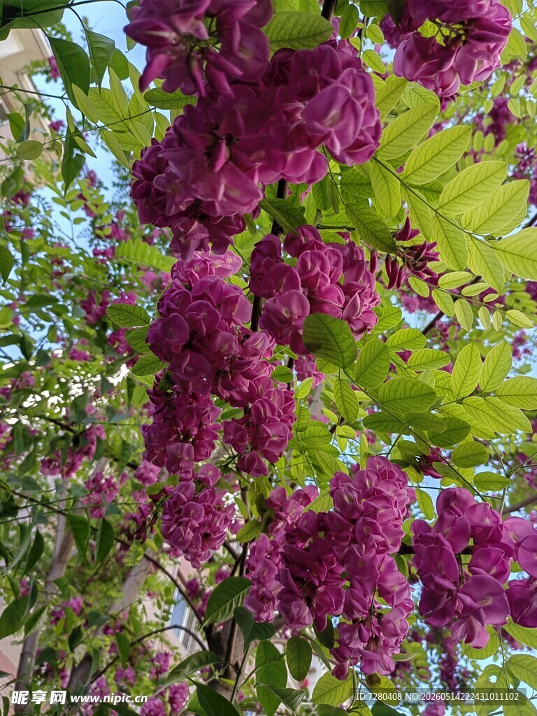 槐花