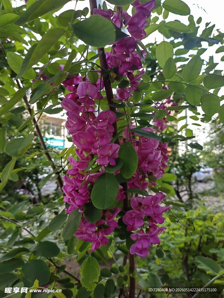槐花