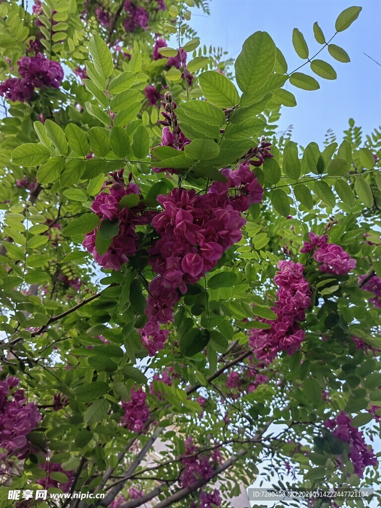 紫花绿叶的繁茂植物