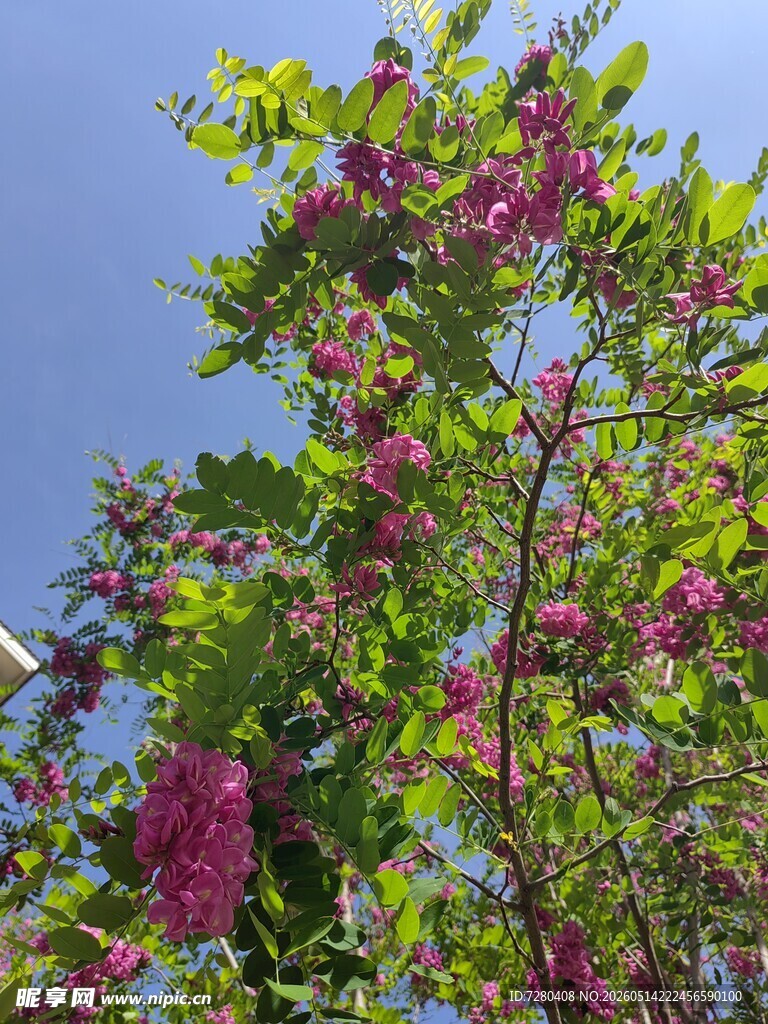 枝头繁花绽放